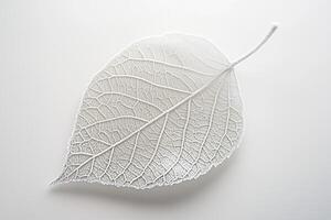 A Single Frost-Covered Leaf on a White Background photo