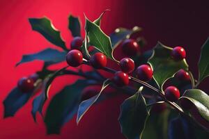 Red Holly Berries and Green Leaves on a Branch photo