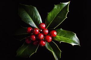A Cluster of Holly Berries with Green Leaves Against a Black Background photo