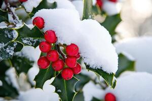 Red Berries on a Holly Bush Covered in Snow photo