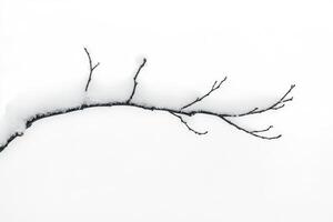 A Bare Branch Covered in Fresh Snow Against a White Background photo
