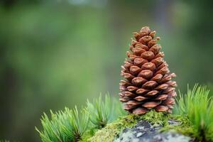 A Single Pine Cone Resting on a Mossy Branch photo