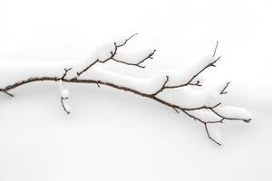 A Snow-Covered Branch Reaching Outward photo