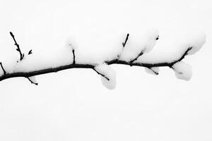 Snow-Covered Branch Against White Background photo