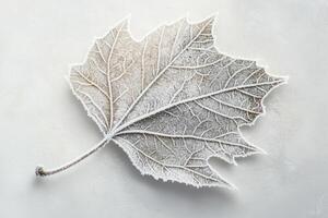 A Delicate Frost-Covered Leaf on a White Background photo