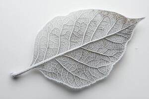 A Single Frost-Covered Leaf Isolated on a White Background photo