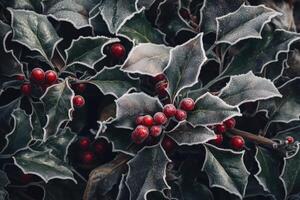 Close-up of Frost-Covered Holly Leaves with Red Berries photo