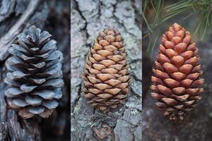 Close-up of three pine cones in different stages of maturity photo