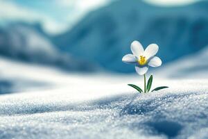 Delicate White Flower Emerging From Winter Snow photo