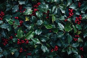 Close-up of Lush Green Holly Leaves with Clusters of Red Berries photo