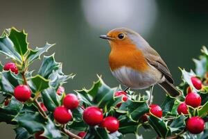European Robin Perched on a Branch of Holly with Red Berries photo