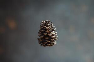 A Single Pine Cone Against a Blurry Gray Background photo