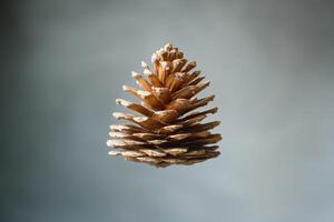 A Single Brown Pine Cone Against a Gray Background photo