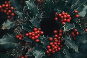 Close-up of Holly Berries and Leaves photo