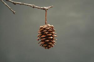 A Single Pine Cone Hanging From a Branch Against a Gray Sky photo