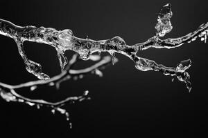 A Frozen Branch with Icicles Hanging photo