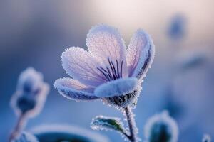 A Single Frost-Covered Flower with a Blurred Background photo