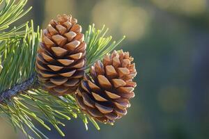 Two Pine Cones on a Branch with Green Needles photo