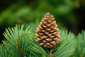 A Closed Pine Cone Nestled Among Green Needles photo