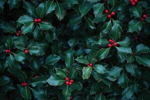 Lush Green Holly Bush with Red Berries photo