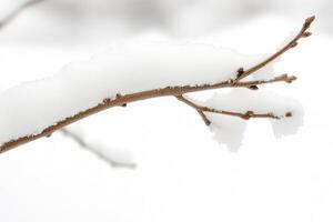 A Snow-Covered Branch with Buds in Winter photo