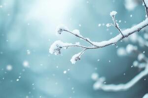 Snow-Covered Branch with Blurred Background photo