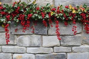 Red Berries Hanging From Holly Bush Against Stone Wall photo