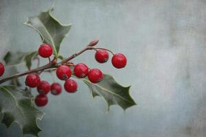 A Sprig of Holly with Red Berries Against a Textured Grey Background photo