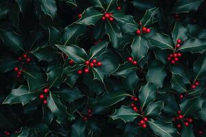 Lush Green Holly Bush with Vibrant Red Berries photo