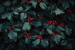 Lush Green Holly Leaves with Red Berries photo