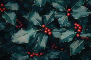 Close-Up of Holly Leaves and Red Berries photo