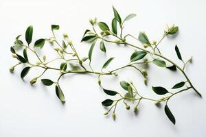 Green Branch with White Buds on a White Background photo