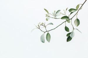 Delicate Branch with Green Leaves Against a White Background photo