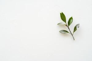 A Single Sprig of Green Leaves on a White Background photo