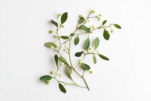 Green Branch with White Buds and Leaves Against a White Background photo