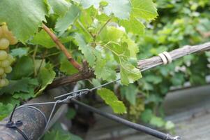 Close-up of tying vine branches in a vineyard with grapevines. Wine industry and farming photo