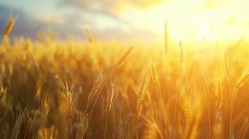 Golden wheat field glowing in sunset light. rural tranquility and the beauty of agriculture photo