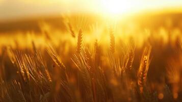 Golden wheat field glowing in sunset light. rural tranquility and the beauty of agriculture photo