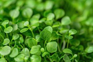 Micro green background. Closeup of mustard sprouts. photo