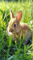 Cute little bunny sitting in green grass under bright sunlight looking away in a spring setting photo