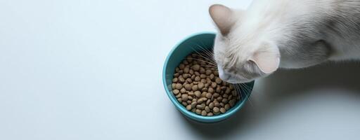 White cat eating dry food from a bowl in a close-up minimalist setting on a white background photo