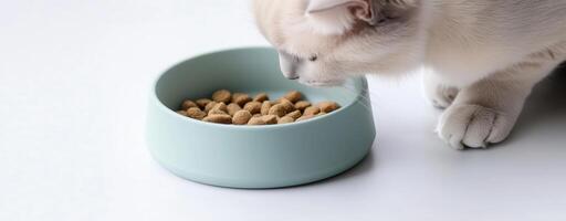 White cat eating dry food from a bowl in a close-up minimalist setting on a white background photo