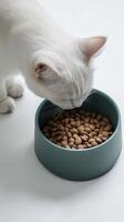 White cat eating dry food from a bowl in a close-up minimalist setting on a white background photo