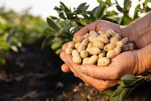farmer's hand holding fresh peanuts with leaves close-up on groundnut field background photo