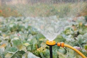 Sprinkler Watering Cabbage Plants in Garden photo