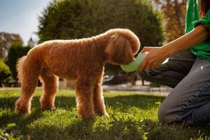A Maltipoo dog drinks water from a bottle held by its owner in a park to quench its thirst. photo