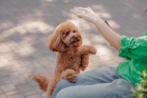 A cute brown poodle sitting on a paved surface, looking up at a person photo