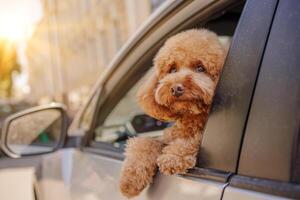 Portrait of fluffy brown dog breed looking out of open car window during car ride photo