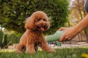 A Maltipoo dog drinks water from a bottle held by its owner in a park to quench its thirst. photo