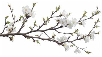 A branch of white flowers is shown on a white background photo